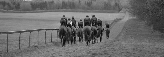 Racehorses exercise on the gallops at Thorndale Farm